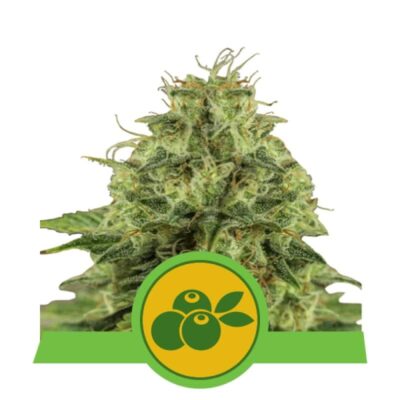 An image of 'Haze Berry Automatic from Royal Queen Seeds,' featuring a vibrant cannabis plant with resinous buds and lush green leaves.