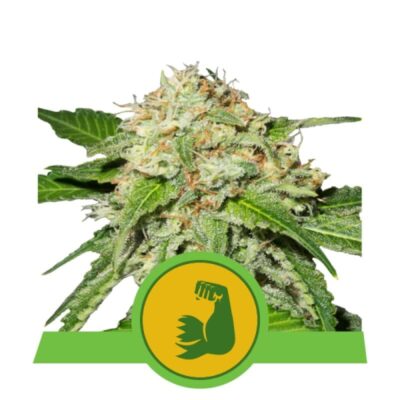 An image featuring 'Hulkberry Automatic from Royal Queen Seeds,' a robust and vibrant cannabis plant with resinous buds and lush green leaves.