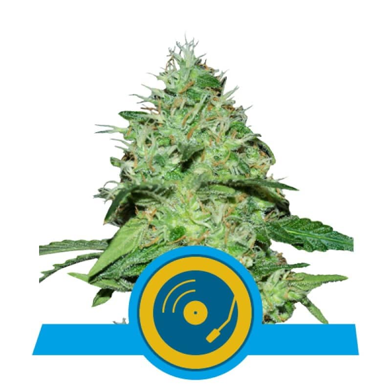 An image of 'Joannes CBD from Royal Queen Seeds,' a healthy and vibrant cannabis plant with resinous buds, celebrated for her high CBD content.