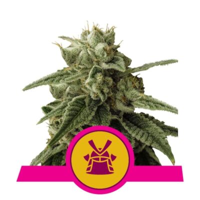 Photograph featuring the Shogun Strain from Royal Queen Seeds, displaying her cannabis buds celebrated for their distinct characteristics and potential effects.