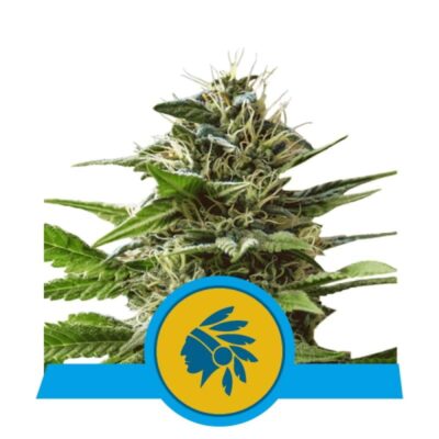 Photograph featuring Tatanka Pure CBD from Royal Queen Seeds, highlighting her CBD-rich cannabis strain known for her potential therapeutic benefits and unique characteristics.