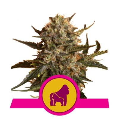 An image of the Mother Gorilla cannabis strain by Royal Queen Seeds, celebrated for her potent effects and showcasing her lush green leaves and resin-covered buds.