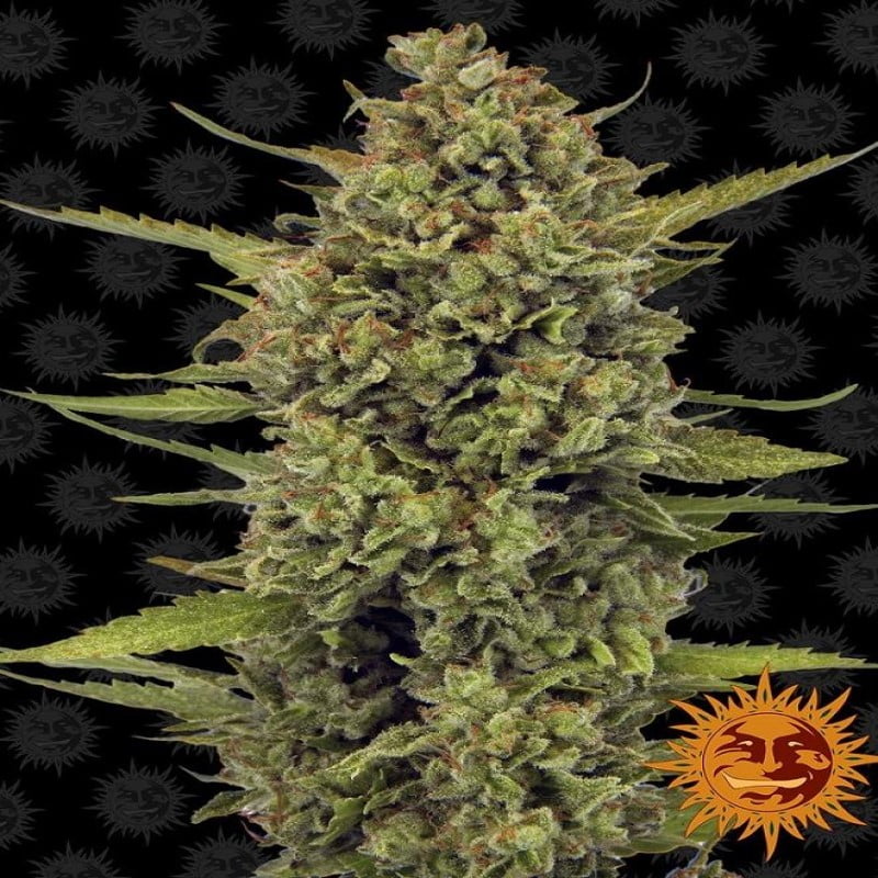 Close-up of a lush, vibrant cannabis plant with large, resinous buds, leaves, and bright orange pistils, grown by Barneys Farm, showcasing their premium Acapulco Gold strain.