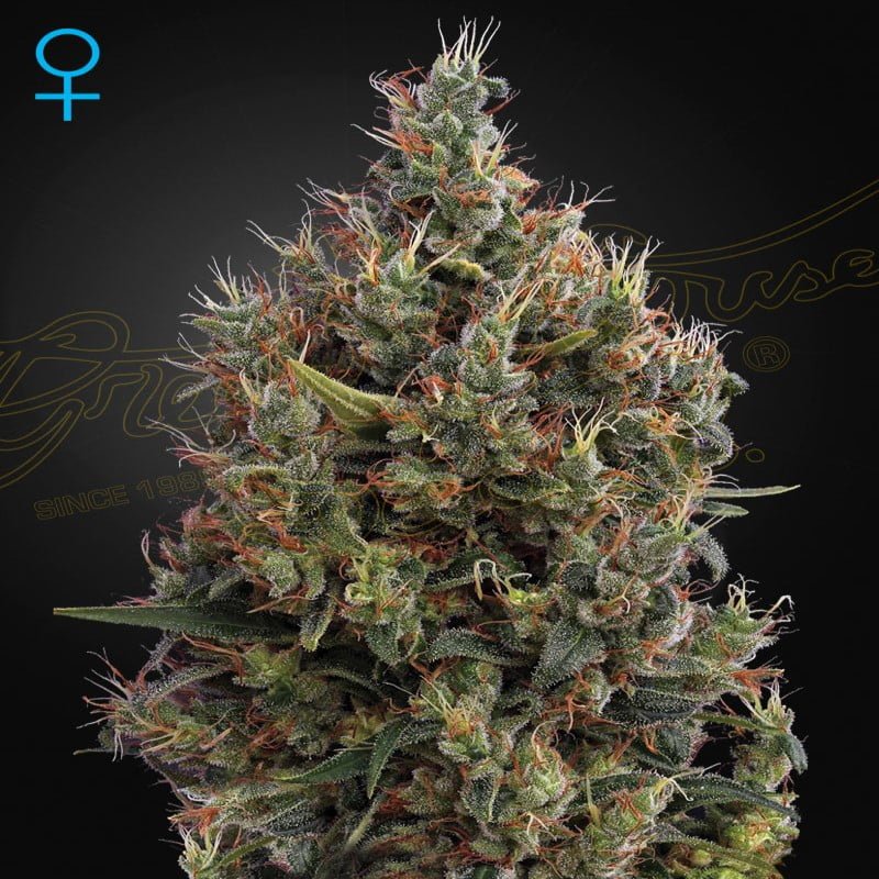 Big Bang Autoflower by Greenhouse Seeds, a popular autoflowering cannabis strain known for its rapid growth and potent effects, making it a favorite among growers and users.