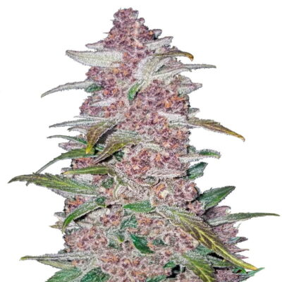 Blackberry Auto by Fast Buds, an autoflowering cannabis strain famous for its sweet and fruity aroma, offering convenience and delightful flavor to growers and users.