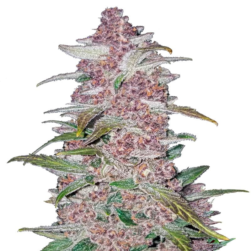 Blackberry Auto by Fast Buds, an autoflowering cannabis strain famous for its sweet and fruity aroma, offering convenience and delightful flavor to growers and users.