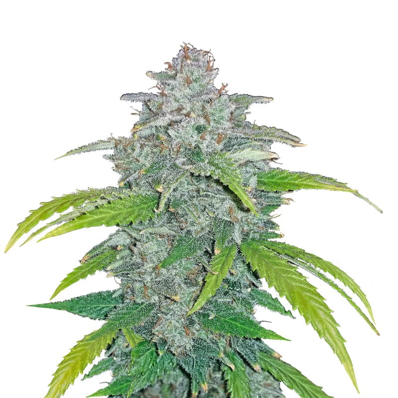 Blue Dream'Matic Auto by Fast Buds, an autoflowering cannabis strain featuring the classic Blue Dream genetics, known for its balanced effects and delightful flavor profile, making it a popular choice among growers and users.