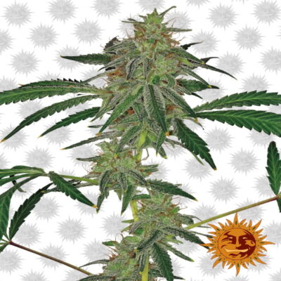 Blue Mammoth Auto by Barney's Farm, an auto-flowering cannabis strain known for her compact size and dense, resinous buds, offering a convenient and potent growing experience.