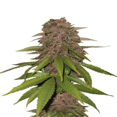 C4 Auto from Fast Buds, a high-performance autoflowering cannabis strain renowned for her explosive growth and potent effects, ideal for growers seeking speed and power.