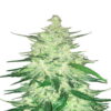 CBD Crack Auto from Fast Buds, an auto-flowering cannabis strain prized for her high CBD content and minimal THC, delivering therapeutic benefits in a convenient and easy-to-grow package.