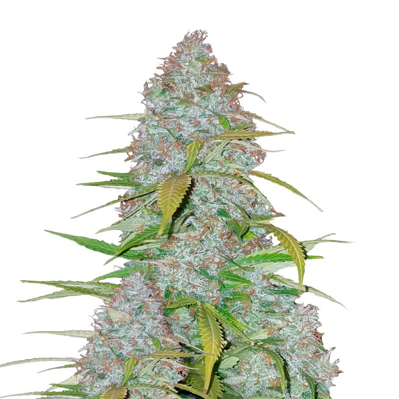 Californian Snow Auto from Fast Buds, an autoflowering cannabis strain inspired by the West Coast, known for its frosty buds and potent effects. Experience the magic of California in a convenient auto-flowering variant.