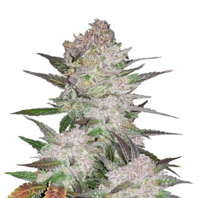 Indulge in sweetness on autopilot with Fast Buds' Cream Cookies Auto—an autoflowering delight offering a symphony of flavors and a swift, satisfying high.