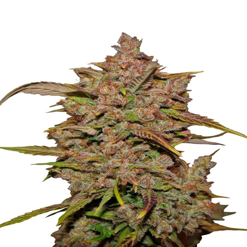 Fast Buds' Crystal Meth Auto: A dazzling autoflower strain delivering potent highs and resinous beauty, bringing crystal-clear euphoria to your cannabis collection.
