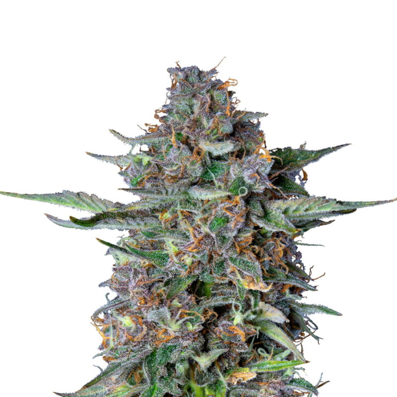 Experience the excellence of Royal Queen Seeds' Do-si-dos Automatic—an elite autoflowering strain with rapid flowering, potent effects, and a delectable taste. Effortless cultivation, extraordinary results.