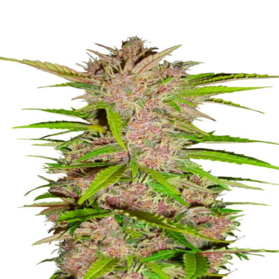Image of Fastberry Auto, a strain by Fast Buds, displaying resin-covered buds and healthy green leaves in a thriving indoor cultivation environment.