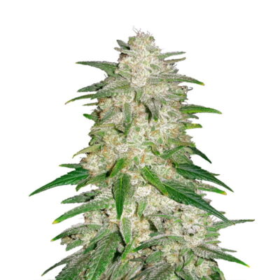 Image of Gelato Auto strain by Fast Buds, showcasing resin-rich buds and lush green foliage in an indoor growing environment.