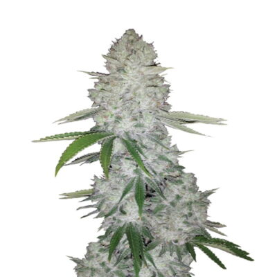 An image of 'Gorilla Glue Auto from Fast Buds,' showcasing a thriving cannabis plant with resinous buds and lush green leaves.