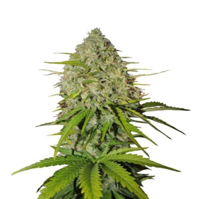An image of 'Grapefruit Auto from Fast Buds,' featuring a vibrant cannabis plant with resinous buds and lush green foliage.