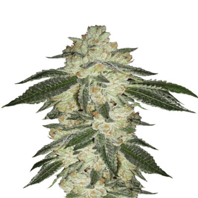 An image of 'Green Crack Auto from Fast Buds,' a thriving cannabis plant with resinous buds and lush green leaves.