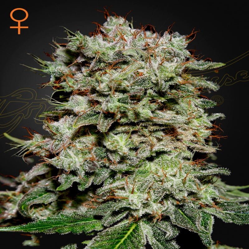 An image of 'Kalashnikova from Greenhouse Seeds,' featuring a flourishing cannabis plant with resinous buds and healthy green leaves.