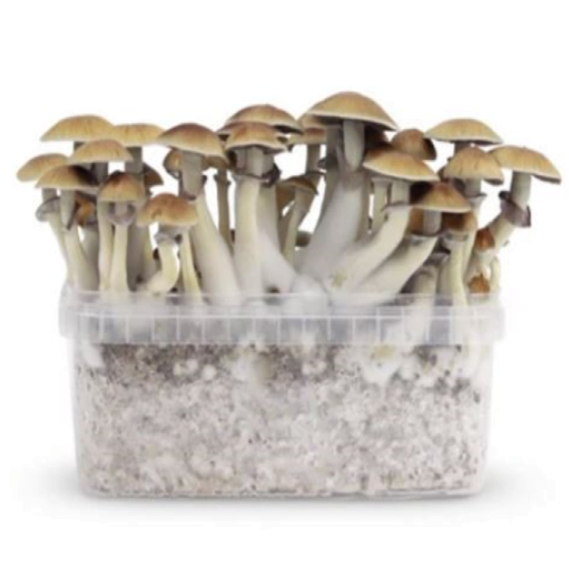 An image of a B+ Magic Mushrooms Grow Kit, a kit for cultivating psilocybin mushrooms, showcasing the kit's components and its potential for mushroom cultivation.
