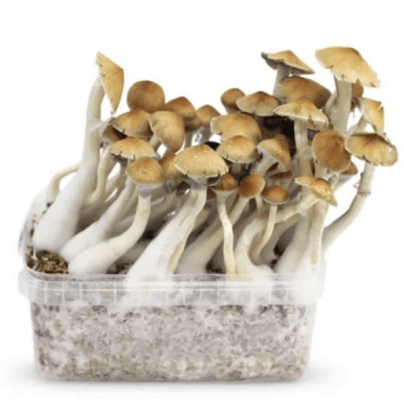 An image of a Cambodian Mushrooms Grow Kit, a kit for cultivating psilocybin mushrooms, emphasizing the kit's contents and its potential for mushroom cultivation.