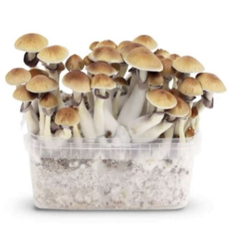 An image of a Golden Teacher Mushroom Grow Kit, a complete kit for cultivating psychedelic mushrooms, featuring the kit's components and its potential for mushroom cultivation.