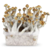 An image of a Mazatapec Mushrooms Grow Kit, a kit for growing psilocybin mushrooms, showcasing the kit's contents and its potential for mushroom cultivation.