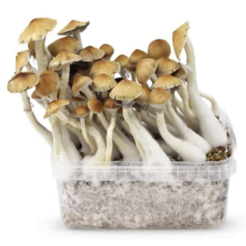 An image of a Mckennaii Magic Mushrooms Grow Kit, a kit designed for cultivating psychedelic mushrooms, featuring the kit's components and its potential for mushroom cultivation.