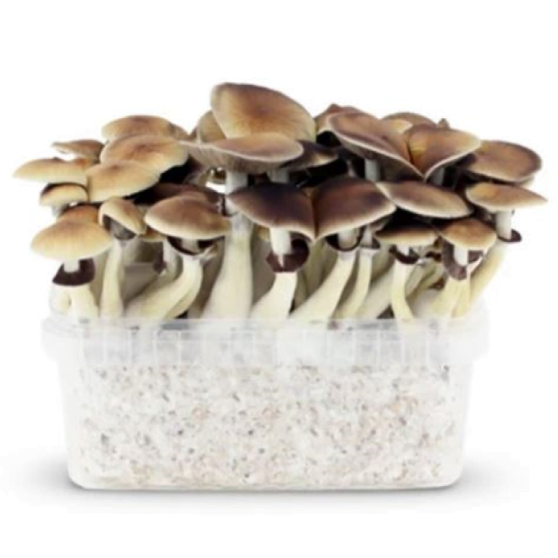 An image featuring a PES Amazonian Paddo Growkit, a kit for cultivating psilocybin mushrooms, showcasing the contents of the kit and its potential for mushroom cultivation.
