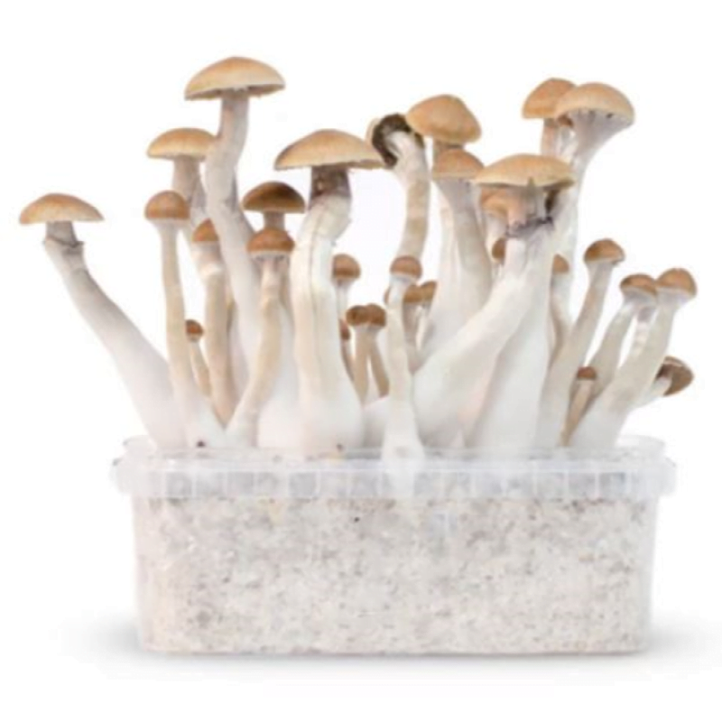A Treasure Coast Mushroom Paddo Growkit, a complete kit for cultivating psilocybin mushrooms, with a focus on the kit's components and potential for mushroom cultivation.