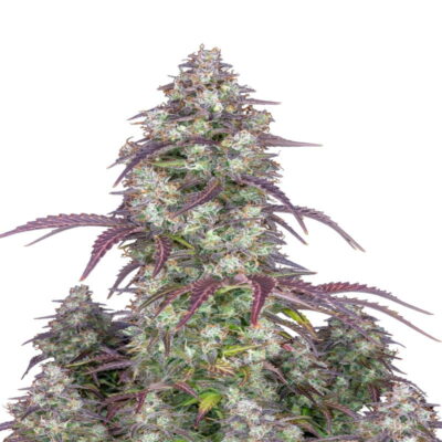 An image of 'Lemon Pie Auto from Fast Buds,' featuring a vibrant cannabis plant with resinous buds and lush green leaves, known for her delightful lemony characteristics.