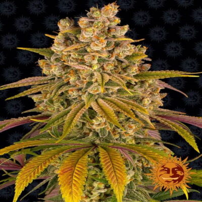An image of 'Barneys Farm Lemon Tree,' a vibrant cannabis plant with lush green leaves and resinous buds, known for her distinct lemony aroma and flavor.