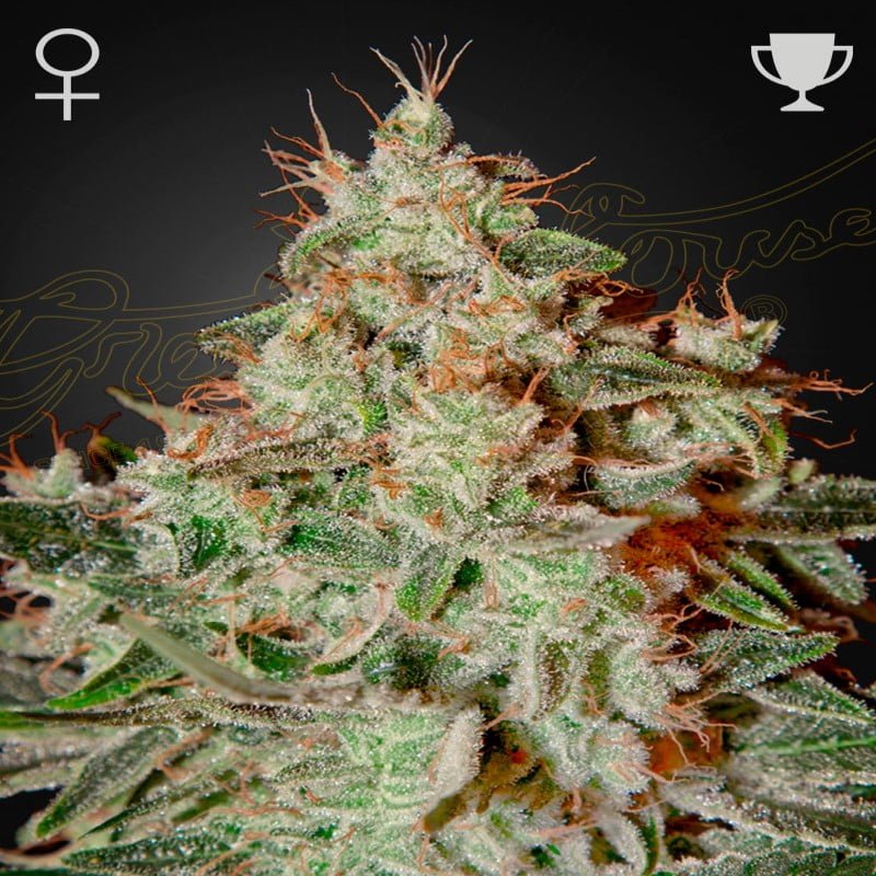 An image of 'Greenhouse Seeds Lemon Skunk,' a healthy and vibrant cannabis plant known for her distinctive lemony scent and flavor.