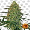 An image displaying 'Malana Bomb Auto from Barney's Farm,' a healthy and vibrant cannabis plant with resinous buds and lush green foliage.