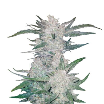 An image of 'Mexican Airlines Auto from Fast Buds,' featuring a healthy and vibrant cannabis plant with resinous buds and lush green leaves.