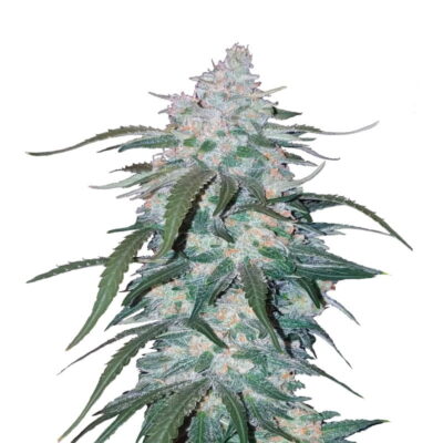 An image displaying Pineapple Express Auto cannabis strain from Fast Buds, highlighting her healthy green foliage and vibrant, pineapple-inspired genetics for autoflowering convenience.