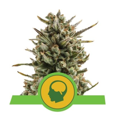 Amnesia Haze Auto by Royal Queen Seeds, a popular auto-flowering cannabis strain known for its potency and cerebral effects, making it a favorite among growers and users alike.