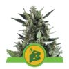 Blue Cheese Automatic by Royal Queen Seeds is an auto-flowering cannabis strain known for its pungent aroma and soothing effects, offering convenience and flavor to growers and users.