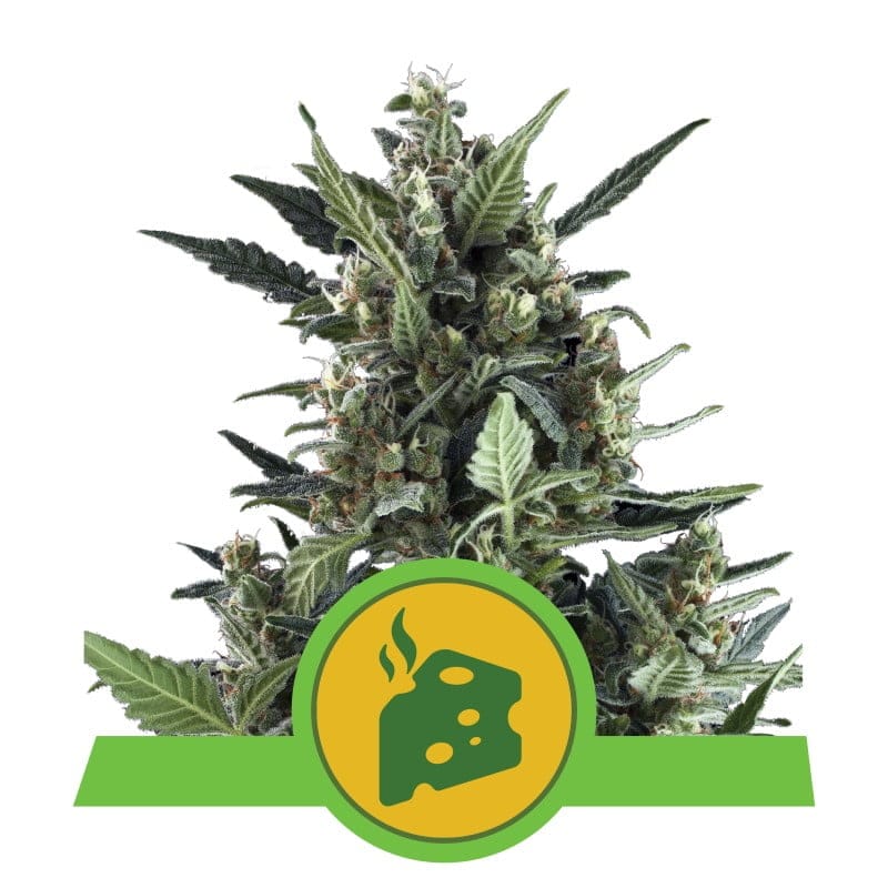 Blue Cheese Automatic by Royal Queen Seeds is an auto-flowering cannabis strain known for its pungent aroma and soothing effects, offering convenience and flavor to growers and users.