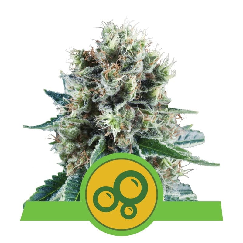Bubble Kush Automatic from Royal Queen Seeds, an auto-flowering cannabis strain renowned for her relaxing and euphoric effects, offering the convenience of automatic flowering for growers and users alike.