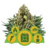 Autoflowering Mix from Royal Queen Seeds, a diverse collection of auto-flowering cannabis strains, offering a variety of flavors, aromas, and effects for an exciting growing experience.