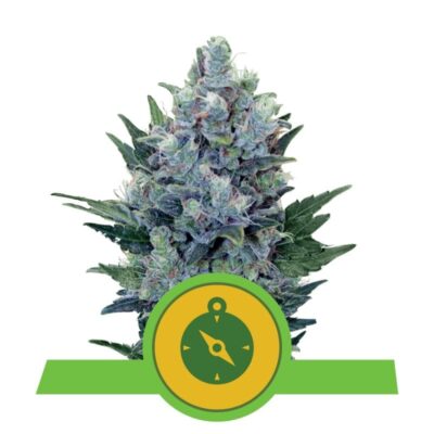 An image of Northern Light Automatic from Royal Queen Seeds, an autoflowering cannabis strain known for her Northern Lights genetics and compact growth, featuring lush green leaves and resinous buds.