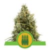Royal AK Automatic from Royal Queen Seeds: An elite autoflowering cannabis strain prized for her powerful AK genetics and outstanding attributes.