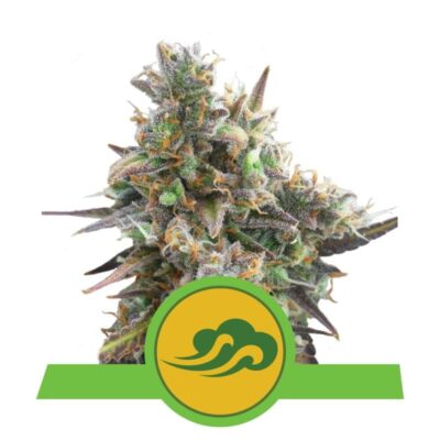 Royal Bluematic from Royal Queen Seeds: A top-tier autoflowering cannabis strain celebrated for her blueberry-like genetics and exceptional qualities.