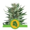 Royal Cheese Auto from Royal Queen Seeds: A top-tier autoflowering cannabis strain known for her cheesy genetics and outstanding characteristics.