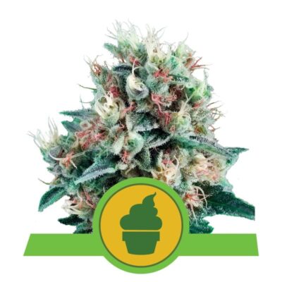 Royal Creamatic from Royal Queen Seeds: A top-tier autoflowering cannabis strain known for her creamy genetics and exceptional qualities.