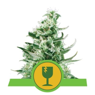 Royal Critical Automatic from Royal Queen Seeds: An elite autoflowering cannabis strain celebrated for her critical genetics and remarkable characteristics.