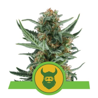 Royal Dwarf from Royal Queen Seeds: A compact and versatile cannabis strain prized for her small stature and potent qualities.