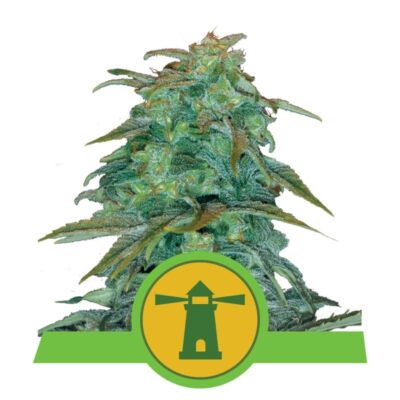 Royal Haze Automatic from Royal Queen Seeds: A top-tier autoflowering cannabis strain celebrated for her regal genetics and outstanding qualities.